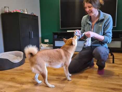 Dog Training Classes in Tamworth - Train With Chelsie