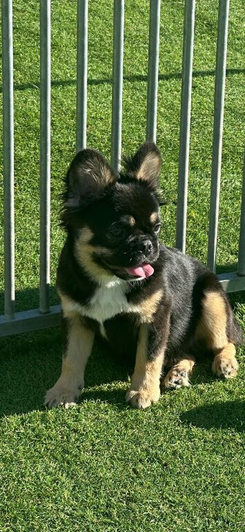 Fluffy French bulldog