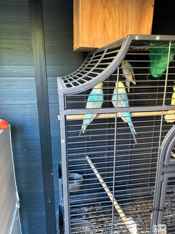 Rainbow budgies
