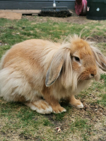 Male and female junior rabbits