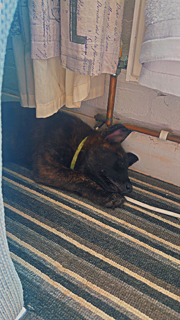 Dutch shepherd