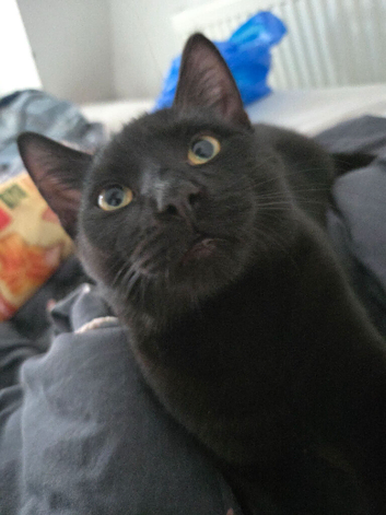 Male cat looking for new home