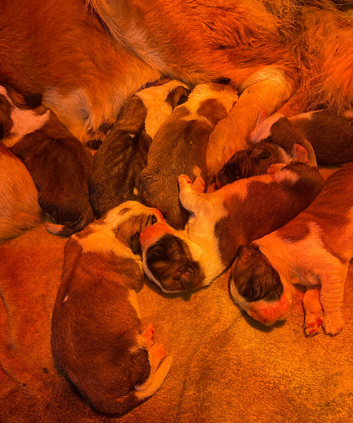 READY Now! Beautiful baby Saint Bernards