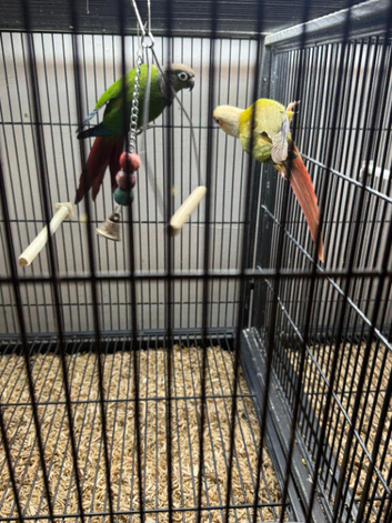 Young Conures
