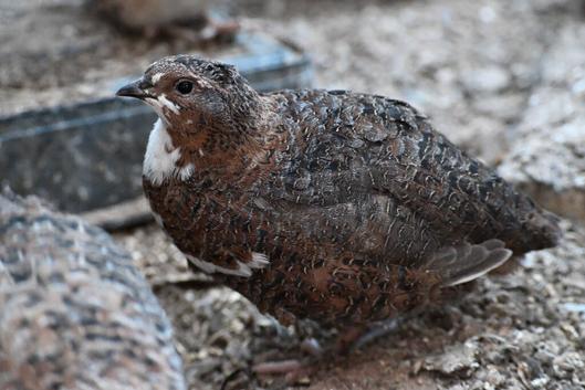 200 Japanese Jambo Quails for Sale.