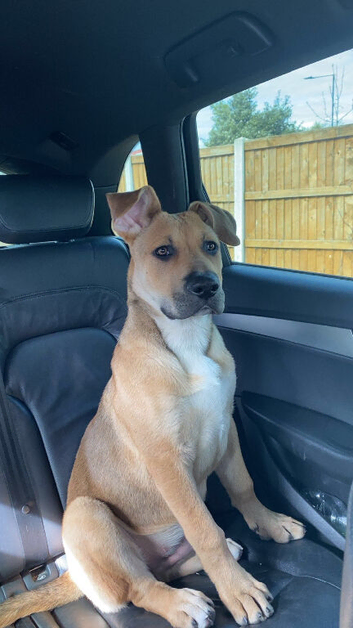 BLACK MOUTH CUR