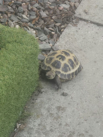 Russian horsenfield tortoise