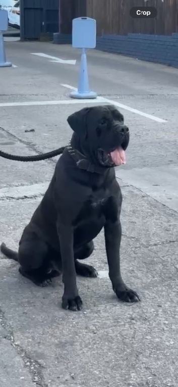 BIG BONED CANE CORSO FOR STUD !!!