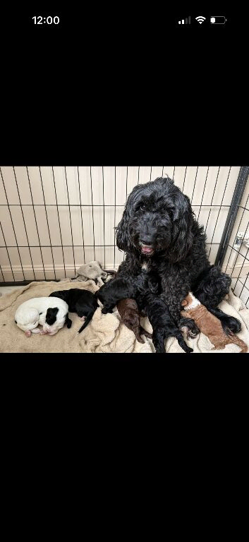 Beautiful cockapoo  Puppies boys and girls