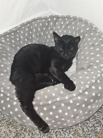 Kitten for sale