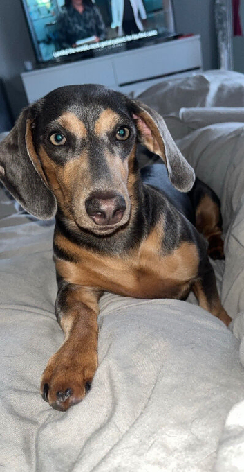 6 Beautiful Mini Dachshund Boys!