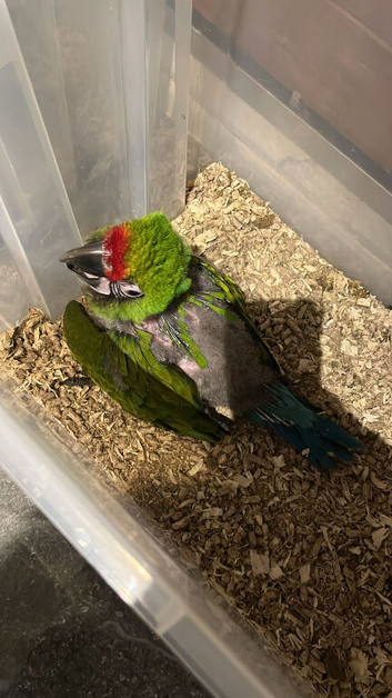 Selling baby handreared military macaw