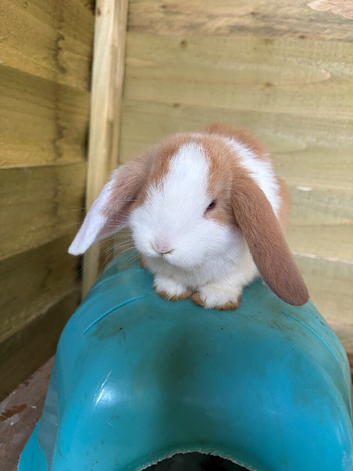Minilop rabbits (blue eyes)