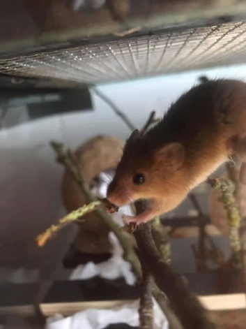 Harvest mice