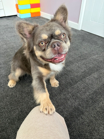Fluffy French Bulldog looking for a new home