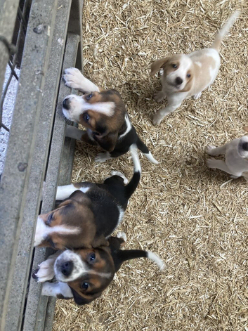4 beagles puppies for sale