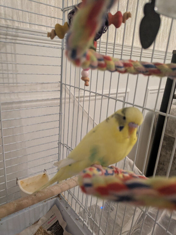 Re- home budgie
