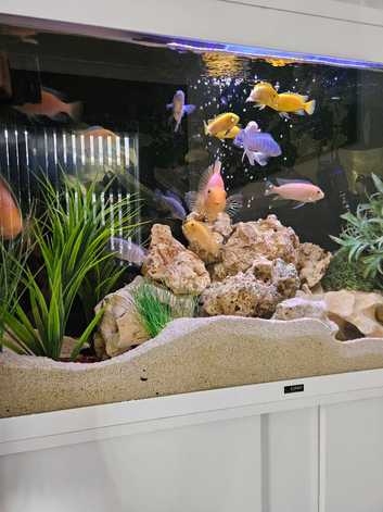 Blue zebras , yellow labs & fire peacocks