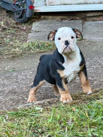 KC Registered English Bulldog Puppies Looking for Loving Homes
