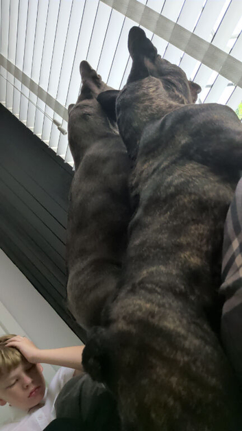 2 frenchies