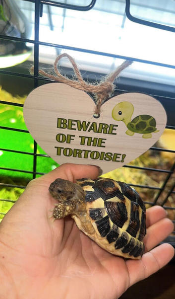 Dwarf Herman tortoise for sale