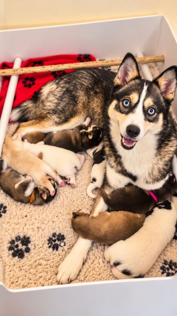 Pomsky Litter F3