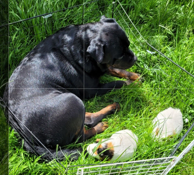 2 female guinea pigs