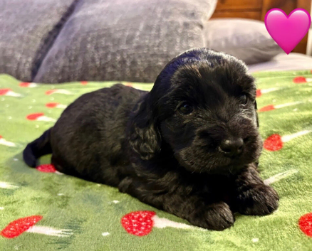 F2 Cockapoo Puppies.