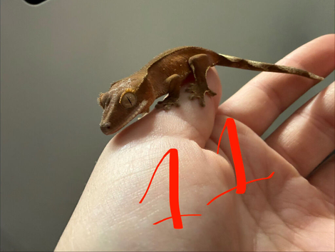 Patternless / Buckskin or low-expression Bi-color Crested Gecko