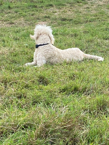 Lovely standard poodle available due to no fault of hers