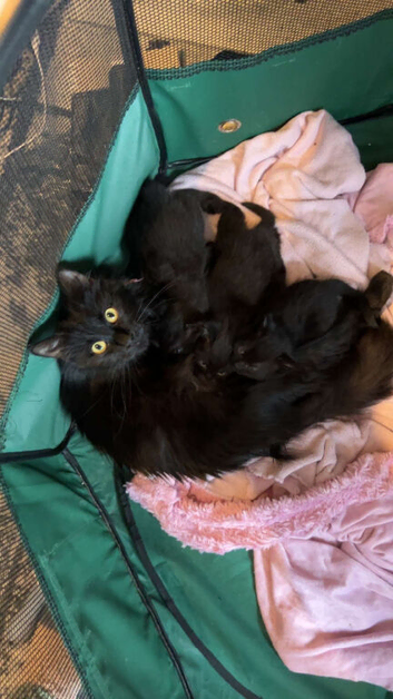 3 beautiful kittens 2 girls 1 boy