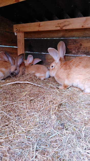 3 giant bunnies in Liverpool