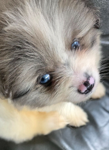Pretty Pomeranians