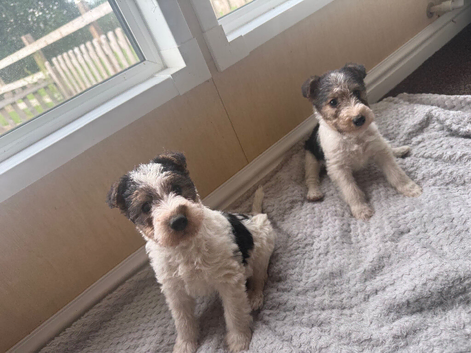 Wire Hired Fox Terrier puppies for sale