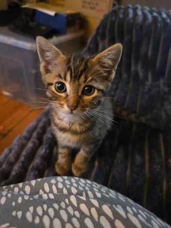 Two female kittens for sale