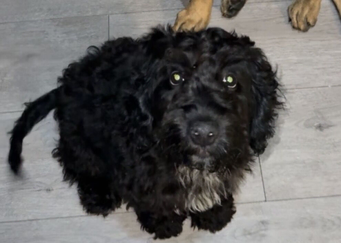 Beautiful soft cockapoo