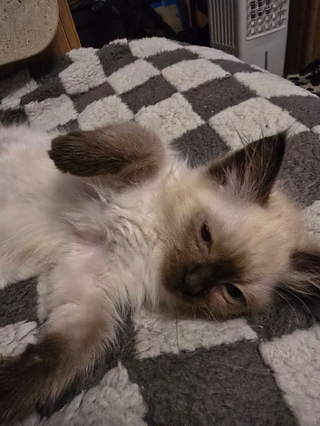 Ragdoll kittens from gccf parents