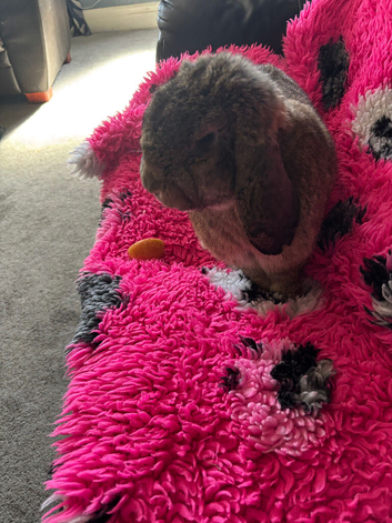 Gorgeous, friendly Giant French Lop