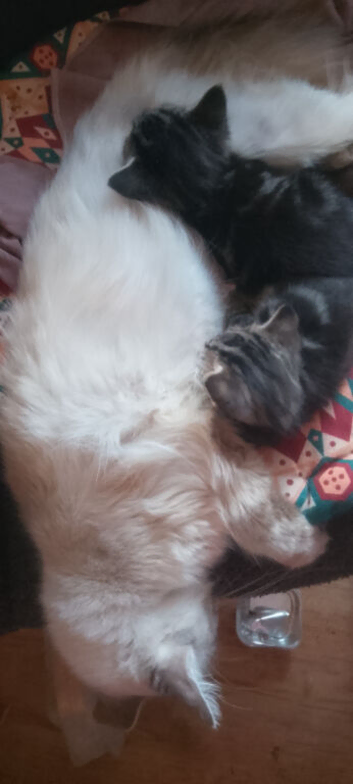 Full lynx ragdoll x tabby kittens