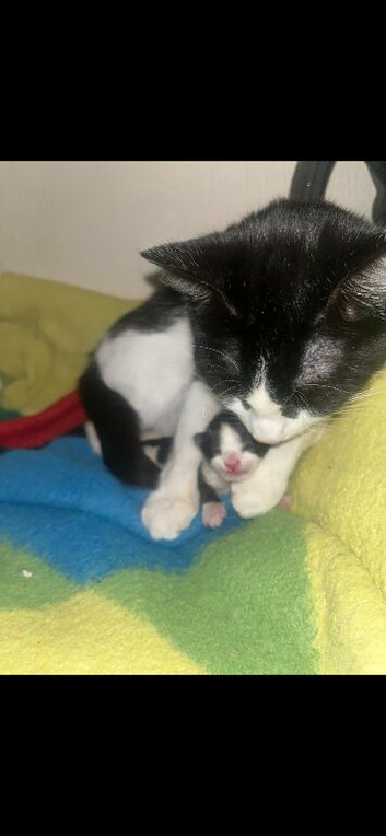 Domestic kittens