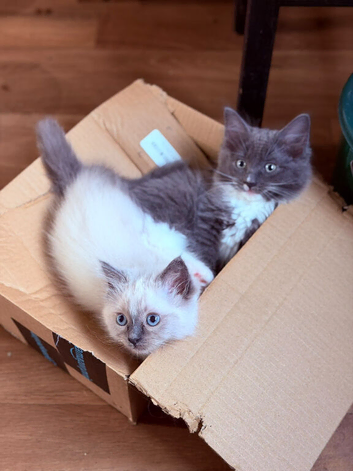 Ragdoll kittens born 10/07/26