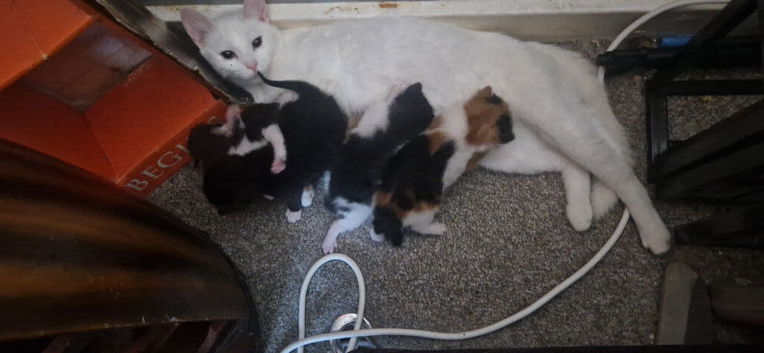 Beautiful kittens for sale