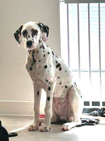 6-Month-Old Male Dalmatian Looking for a Loving Home