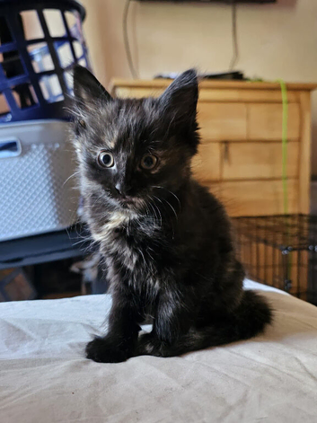 2 beautiful kittens for sale