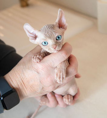 Rare tabby champion sphynx kittens
