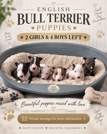 Beautiful English Bull Terrier Puppies