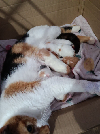Cat and kittens