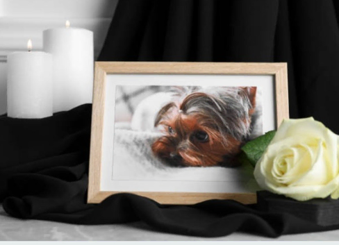Eternity Tiki Luxury Pets Funeral Catering