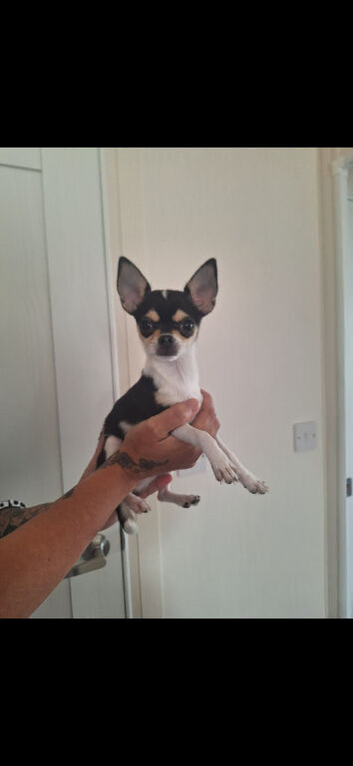 4 months chihuahua girl