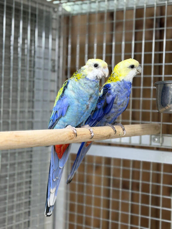 Rosella parrot
